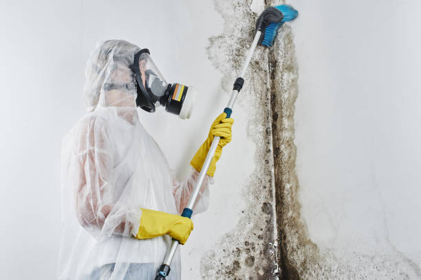 Mold Removal and Inspection in Pepper Pike, OH